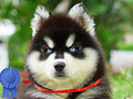 Jual 5 Baby Siberian Husky Big Bone Long Hair