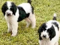 Jual Anakan Giant Poodle Party Black & White