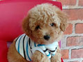 Jual Poodle