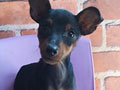 Jual Miniature Pinscher