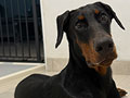 For Sale 1 Dobermann Pinscher Puppy