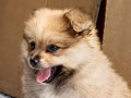 Jual Mini Pomeranian