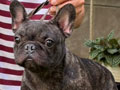 Jual 2 Ekor French Bulldog Betina Good Quality