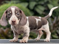 For Sale Puppy Male Miniature Dachshund