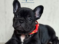 Jual Anakan Exotic Frenchie Premium