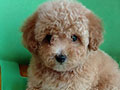 Jual Mini Poodle