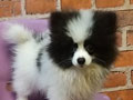Jual Mini Pom