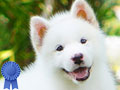 Baby Alaskan Malamute All White Colour Super High Quality