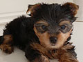 For Sale Puppy Male Yorkshire Tea Cup