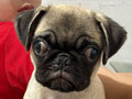 Dijual Cepat Murah Anakan Pug Betina