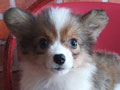 Jual Corgi