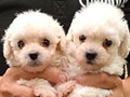 For Sale Puppy White Poodle - Jantan Super Cute
