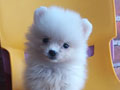 Jual Mini Pom