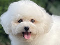 For Sale Puppy Male Bichon Frise