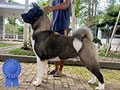 American Akita Champion Peringkat 1 Tahun 2025