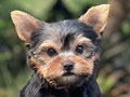 For Sale Puppy Female Super Mini Yorkshire Terrier
