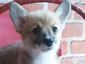 Jual Anak Anjing Pembroke Welsh Corgi