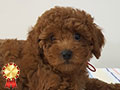 Jual 4 Ekor Anakan Toy Poodle