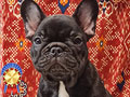 Jual Anakan French Bulldog