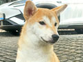 Jual Shiba Inu Betina