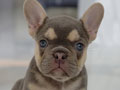 Puppy Female Lilac Tan & Fawn French Bulldog