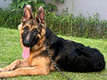 Jual Anjing Herder Jantan Showline