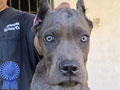 Cane Corso Puppy 5 Bulan Dengan Pelatihan Dasar