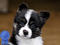 Cardigan Welsh Corgi