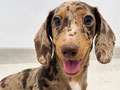 Jual Dachshund Mini Red Dapple