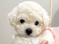 Bichon Frise Mini Korean Line High Quality