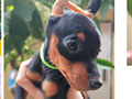 Jual Miniature Pinscher