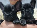Jual Anakan French Bulldog