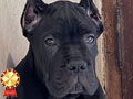 Cane Corso Puppy Special Quality Show Prospect