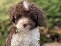 For Sale Puppy Tiny Parti Choco Poodle Jantan Betina Umur 2 bulan