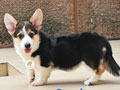 Dijual 1 Ekor Mini Pembroke Corgi Betina Berkualitas