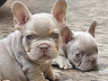 Jual Anakan French Bulldog Exotic Rare Colour