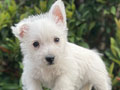 For Sale Puppy Male Female West Highland Terrier