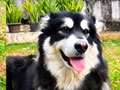 Jual Indukan Alaskan Malamute 2 Years Old