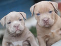 Available For Booked American Bully Blue & Fawn