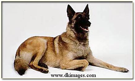 Pembentukan Indonesia Belgian Shepherd Club Berita Organisasi