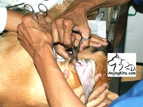 Kupir Dan Prosesnya Artikel Anjing Untuk Pemula Anjingkita Com
