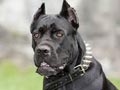 Anjing Cane Corso