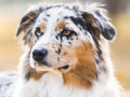 Anjing Australian Shepherd