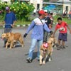 Liputan Solo Dogs Gathering