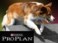 Purina Pro Plan Pro School