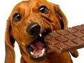Bahaya Pemberian Cokelat pada Anjing Bahaya Pemberian Cokelat pada Anjing