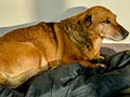 Anjing Setia Kunjungi Rumah Sakit Majikan Selama 2 Tahun