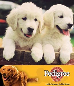 Merawat Anak Anjing Perawatan Pemeliharaan Anjing Anjingkita Com