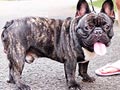 Pejantan French Bulldog : Qion's JC Astor