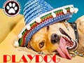 Play Dog | Dog Event Mall Seasons City